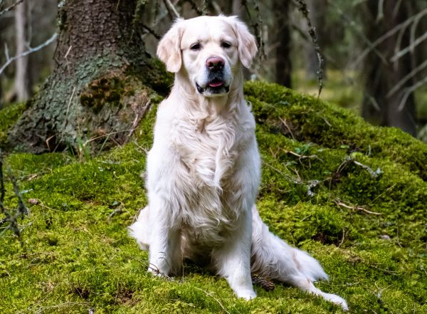 Eläinavusteinen valmentaja -koulutus – Partners Dog ® 30 op 30.1.–31.10.2021