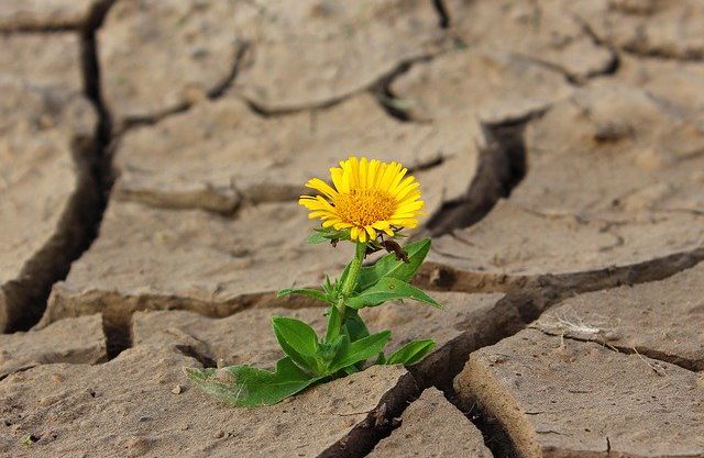Psyykkisen resilienssin työkalupakki (verkko-opetus)