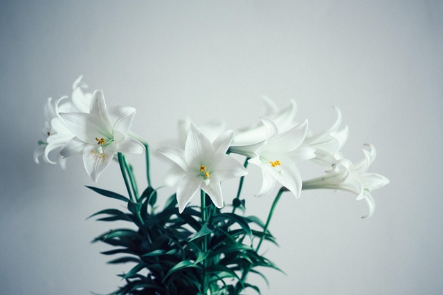 lilies-6613965_640
